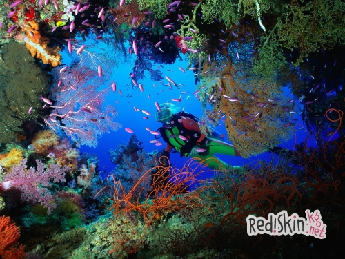 Спорт для настоящих профессионалов и редких героев