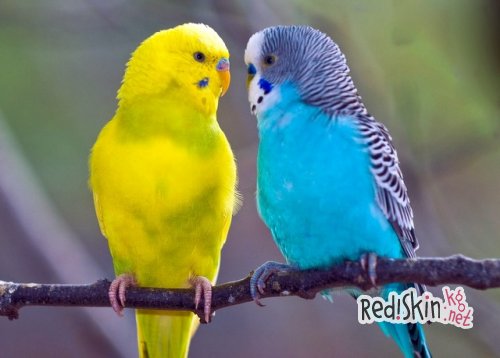 Как правильно выбирать волнистых попугаев