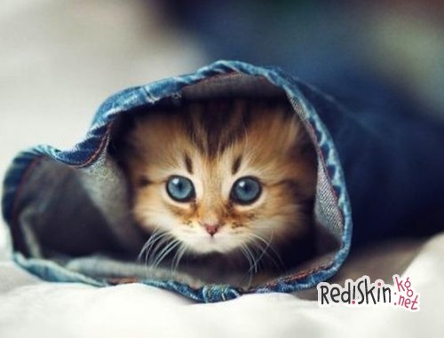 Картинки с изображением котят повышают работоспособность