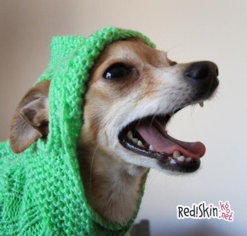 Бишкекчанка Василиса Калашникова создает наряды для собак и кошек