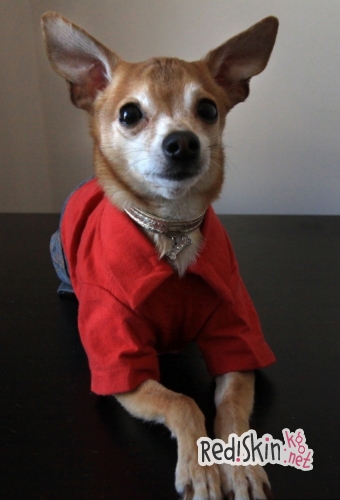 Бишкекчанка Василиса Калашникова создает наряды для собак и кошек