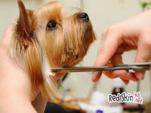 Что такое груминг?