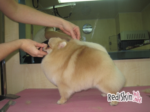 Что такое груминг?