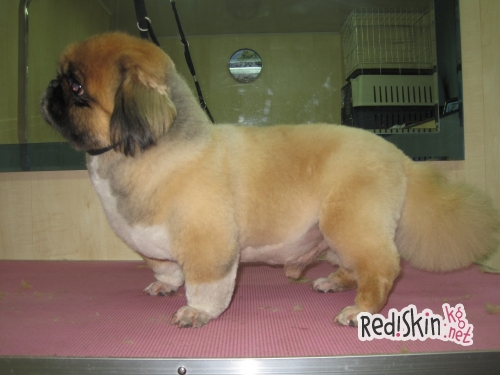 Что такое груминг?