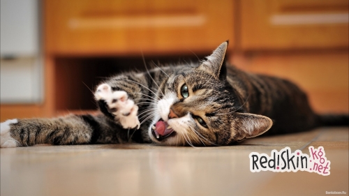 Чем отличается кастрация от стерилизации