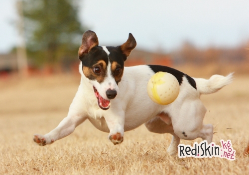 Чем отличается кастрация от стерилизации