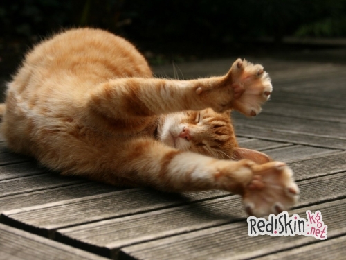 Чем отличается кастрация от стерилизации