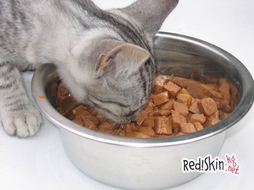 Готовые корма для кошек: виды и классы