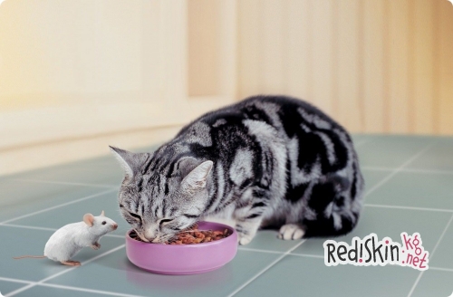 Готовые корма для кошек: виды и классы
