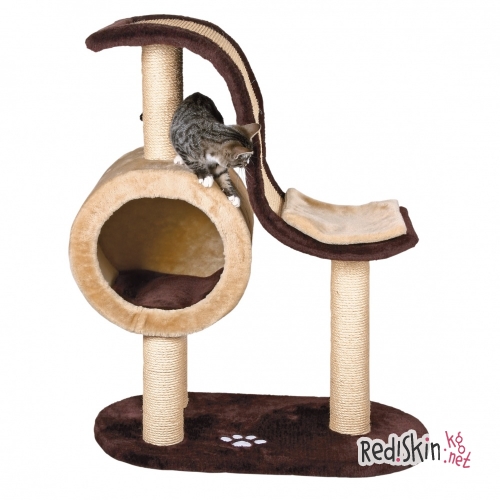 Шесть советов ветеринара тем, кто решил завести котенка