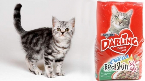 Шесть советов ветеринара тем, кто решил завести котенка