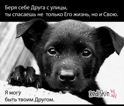 Юлия Руцкая своим примером призывает заботиться о животных