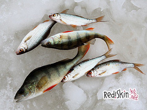 Слово о живце Слово о живце