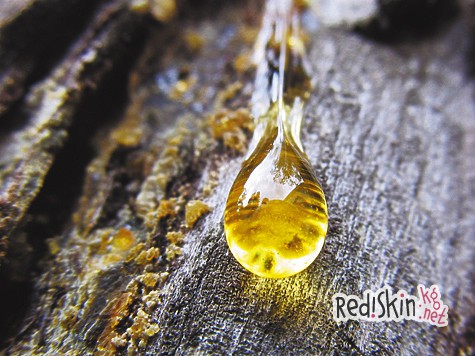 Тайга-лекарь