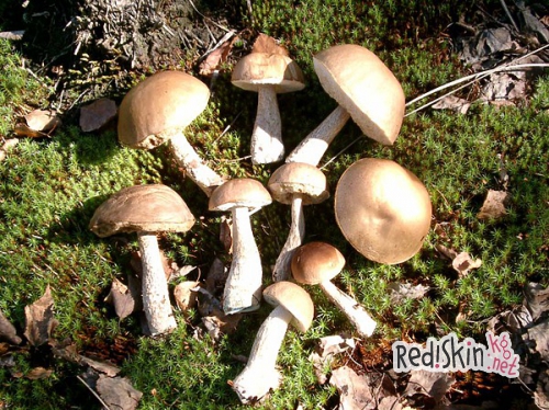 Академия выживания в походе и других ситуациях