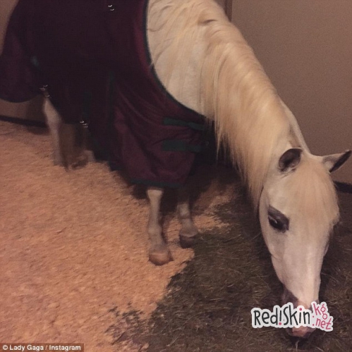 Леди Гага получила в качестве рождественского подарка Белого Ангела