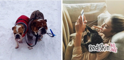 Топ 10 самых популярных домашних животнох знаменитостей: Тейлор Свифт, Бруклин Бекхэм, Крисси Тиган, Деми Ловато, Майли Сайрус, Льюис Хэмилтон, Кайли Дженнер, Кейли Куоко