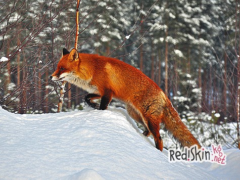 Охотник за следами