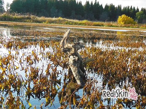 Поможем коларовскому озеру