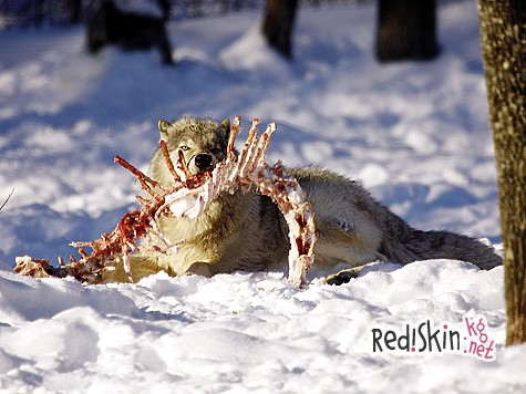 Капкан на охотника