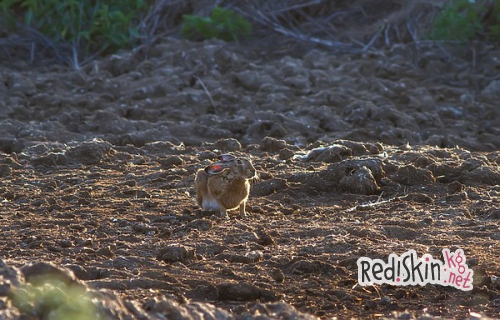 Зяйцы-русаки