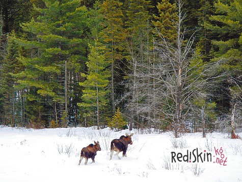 Юрьев-Польские охотники на верном пути