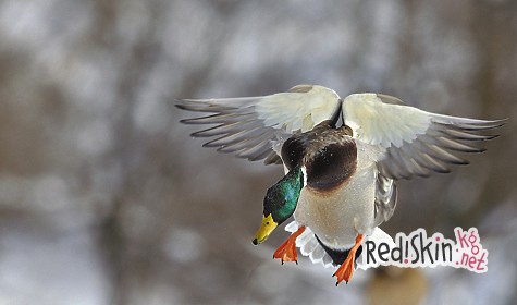 Весенними тропами