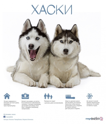 Такие разные собаки: хаски