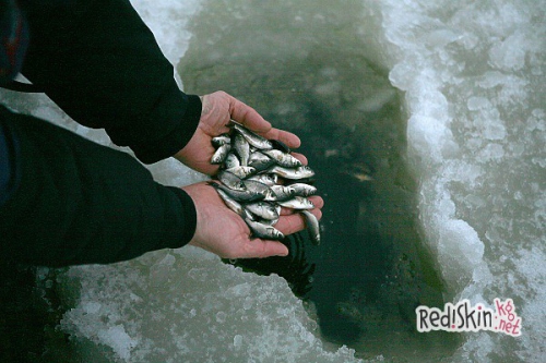 Слово о живце